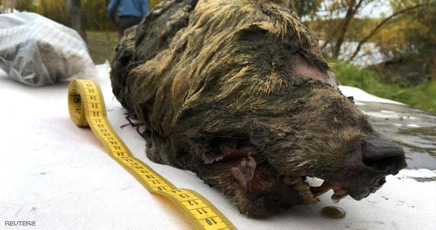 #فيديو - #روسيا تكشف عن رأس ذئب عمره 40 ألف عام