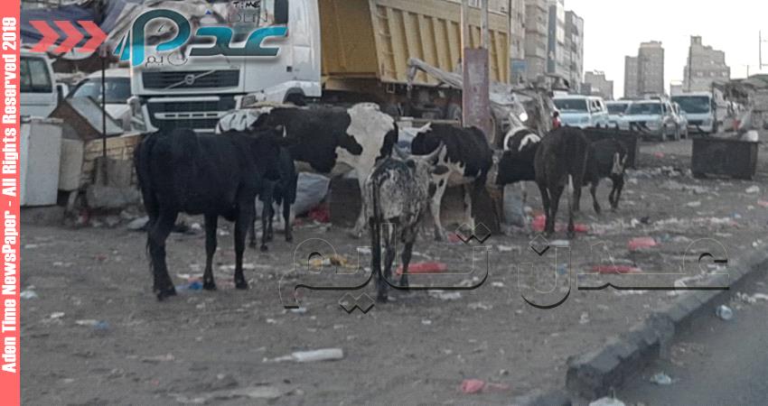 الابقار تجوب في طرق وشوارع العاصمة المؤقتة عدن