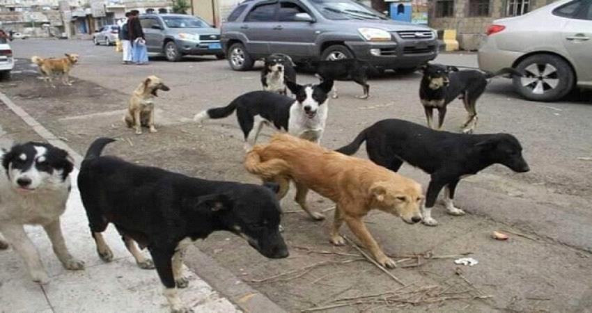 تزايد حالات الاصابة بعظات الكلاب في عدن