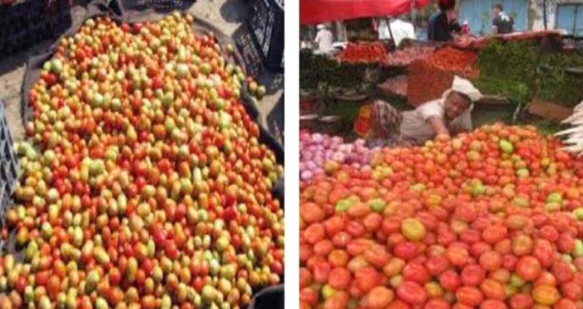انخفاض ملحوظ في سعر الطماطم بلحج