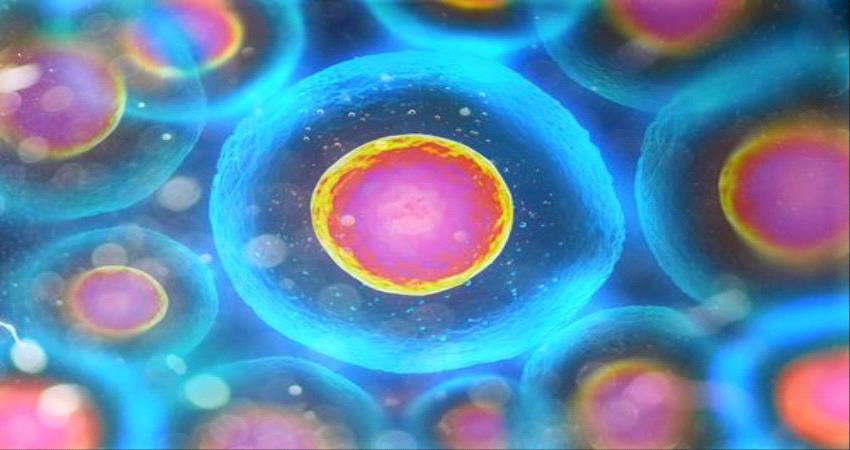 آخر تطورات العلماء بشأن "الخلايا الجذعية" وعلاج امراض القلب والسكري !