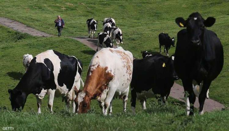  أنفلونزا في حليب الأبقار تثير مخاوف جائحة جديدة في العالم..