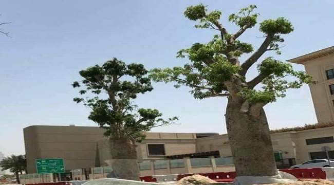 باحث يكشف حقيقة زراعة أشجار دم الاخوين في #الامارات