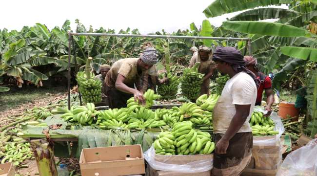 زراعة الموز في أبين.. عمل مضني بأجور زهيدة