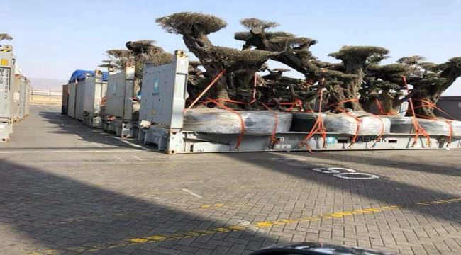 لسان عفاش ... ووجع الإمارات!!