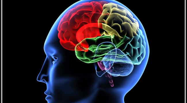 دراسة: الدماغ يستطيع حفظ معلومات أثناء النوم 