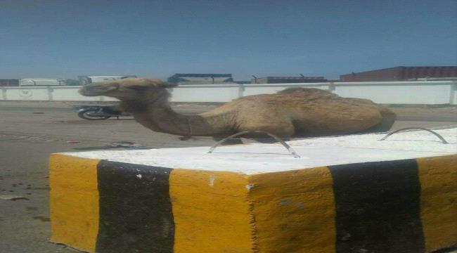 جمل هائج يقتحم النقاط الامنية لميناء عدن