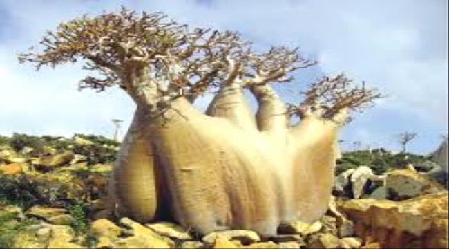 إنها شجرة دم الأخوين وليس الأخوان