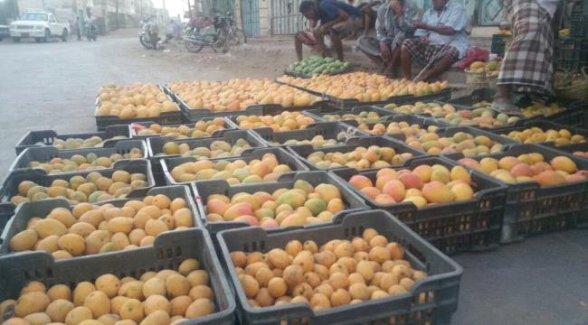 أسواق لحج تستقبل فاكهة المانجو .. واستخدام  مواد كيميائية في انضاجها مشكلة يتخوف منها المستهلكين