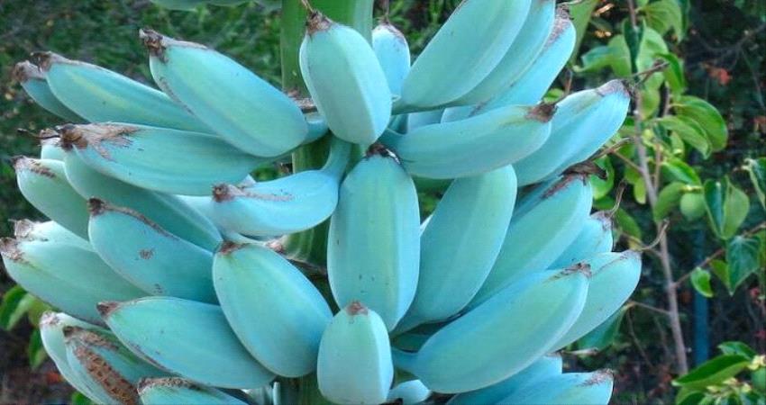 "البلو جافا".. موز أزرق بطعم آيس كريم الفانيليا