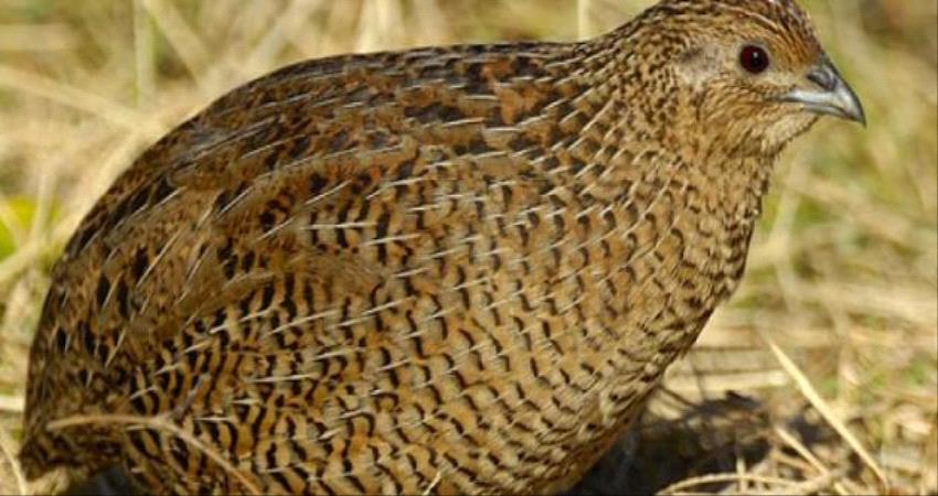 طيور السمان تنافس الدجاج لأول مرة في عدن