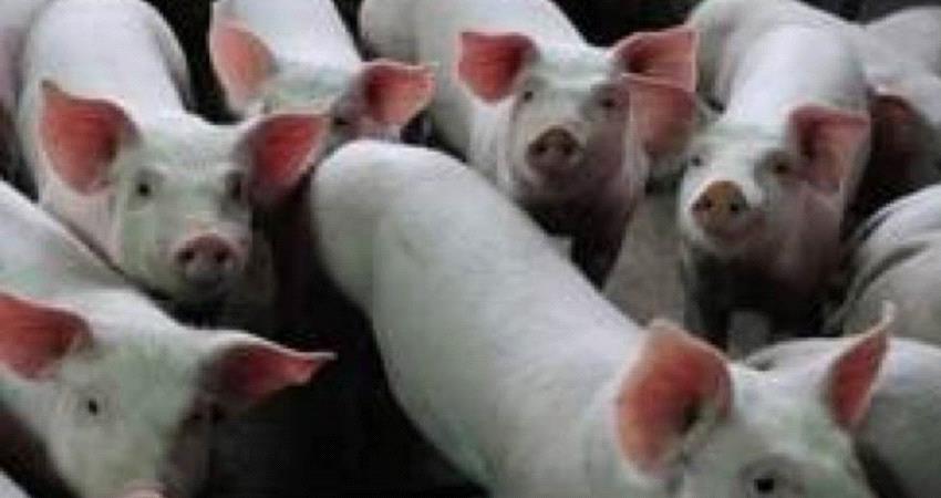 خطر يداهم اليمنيين..." إنفلونزا الخنازير" تعاود الظهور في هذه المحافظة !