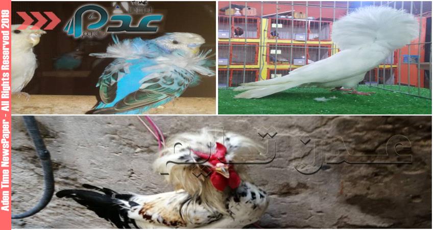 100 طائر في عدن يدخلون مسابقة الاولى من نوعها