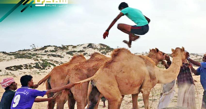 سقطرى تحيي سباق القفز فوق #الهجن 