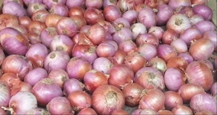 المهرة اليمنية تحصد بصلا