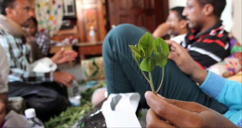 وصفوه بالقرار الشجاع.. ناشطو الجنوب يؤيدون قرار منع القات "نهائيا" بحضرموت