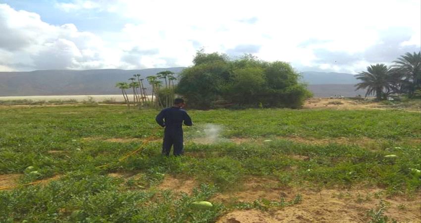 تدشين حملة رش لمحاصيل زراعية في المهرة 