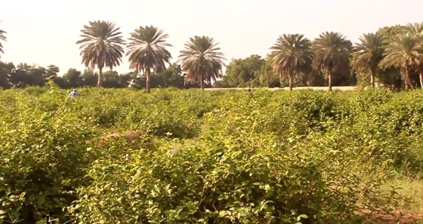 لحج..اسرة قتيل تطالب بتحويل متهم من السجن الاحتياطي الى السجن المركزي 