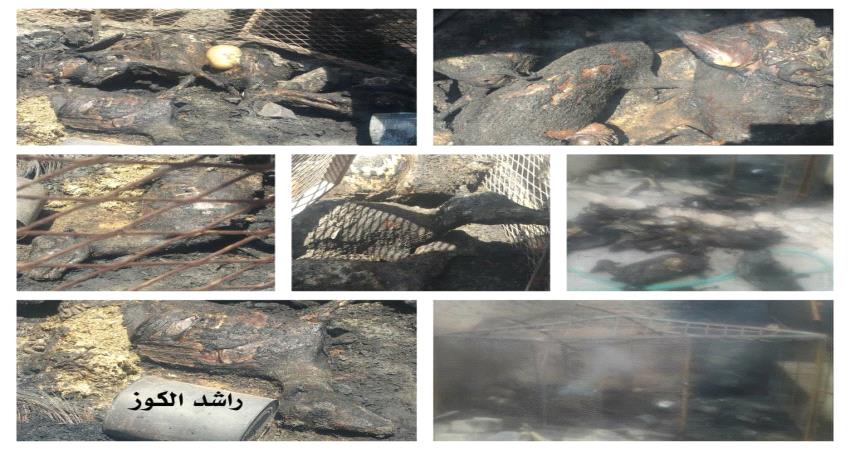 جريمة مروعة...مجهولون يحرقون حظيرة أغنام في وادي حضرموت !