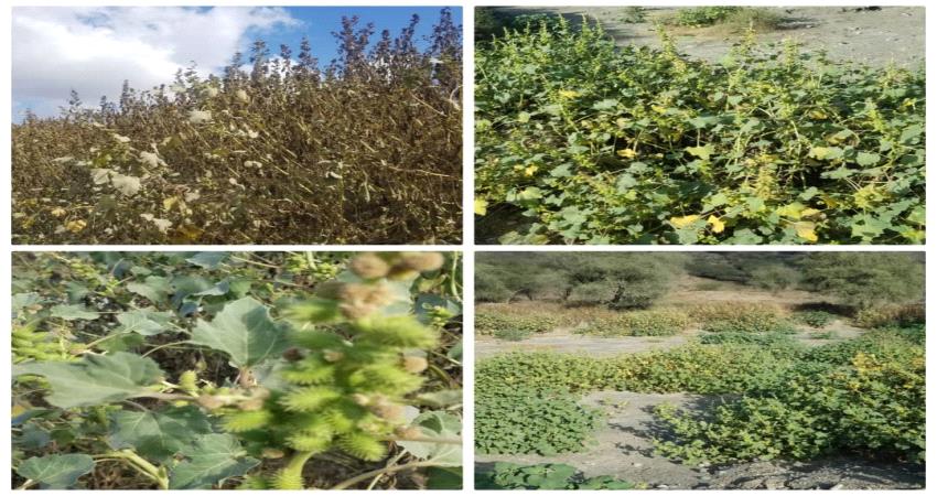 إنتشار كثيف لنبتة  تهدد الأراضي الزراعية والمراعي بيافع