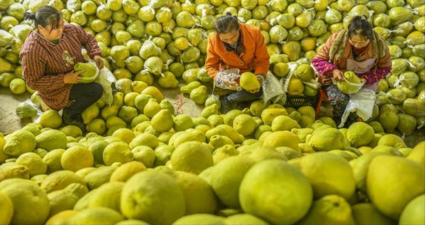 8 فوائد صحية في البوملي.. تعرف على هذه الفاكهة؟