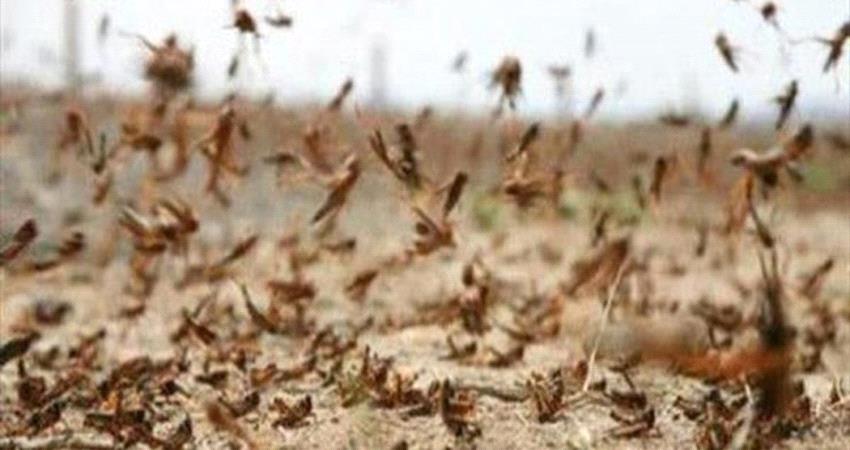 تحذير اممي: أسراب الجراد تنذر بأزمة غذائية في اليمن والقرن الأفريقي