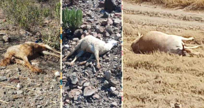 نفوق جماعي للماشية في الضالع 