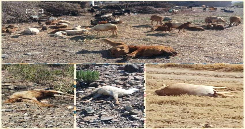 عينات فحص تصل عدن للكشف عن وباء نفقت بسببه الاف الأغنام في الضالع