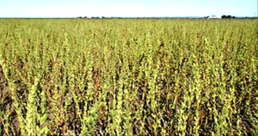 مزارعو أبين يستقبلون موسم حصاد محصول "السمسم" 