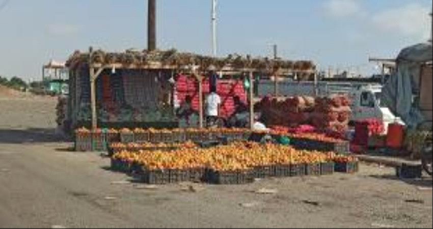 انخفاض كبير في اسعار الطماطم .. صور