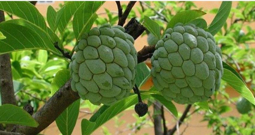 القشطة.. فاكهة فعالة في علاج السرطان 