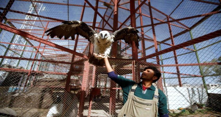 تواجه مصيرا مجهولا..الحيوانات تصارع من أجل الحياة في مناطق سيطرة المليشيات