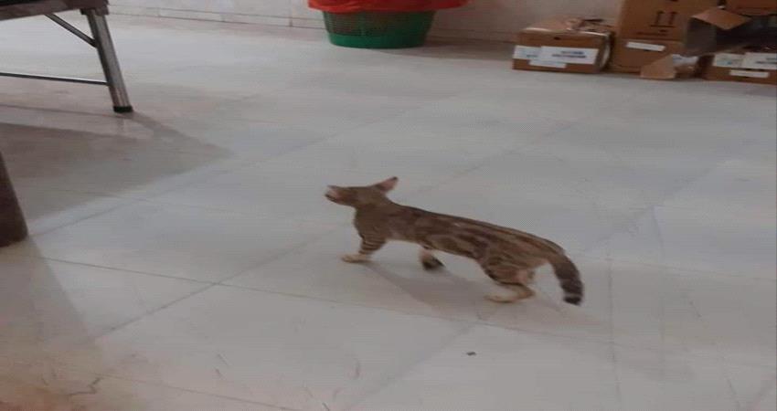 صرح طبي عتيق في شبوة "أنموذج" للإهمال وتردي الخدمات 