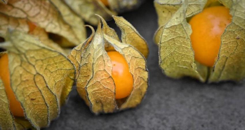 يقوي العظام ويخلص الجسم من السموم.. تعرف على فوائد الحرنكش