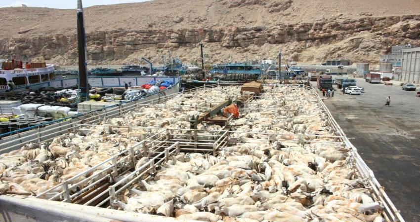 المكلا تستقبل 7 ألف رأس  من المواشي لعيد الأضحى المبارك (صور)