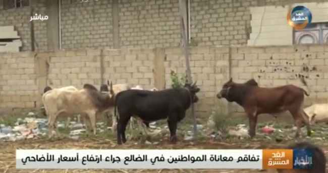 هكذا استقبل اهالي الضالع عيد الاضحى المبارك 