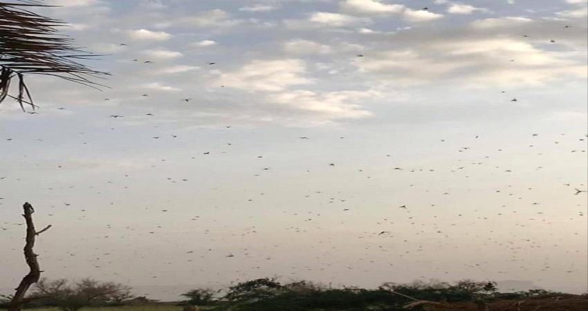 أسراب من الجراد تجتاح مناطق بوادي حضرموت