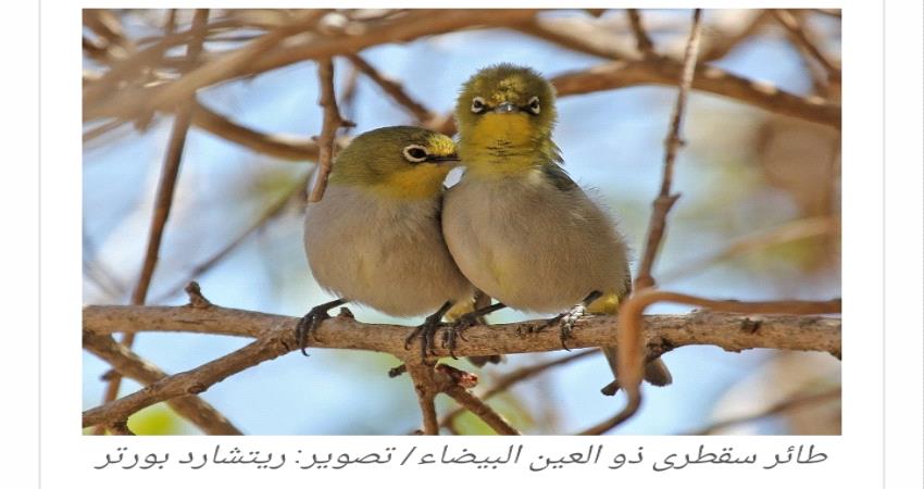 طيور نادرة تتواجد في هذه المناطق بجنوب اليمن...تعرف عليها!