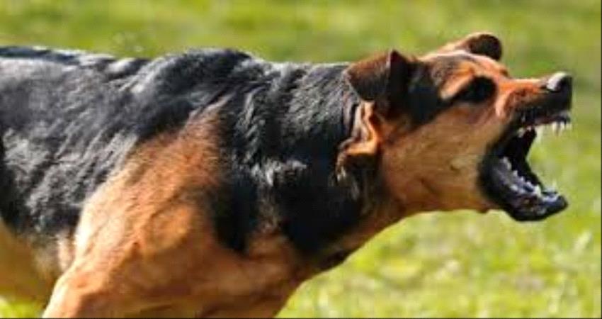 وفاة طفل بعضة كلب في كرش بلحج