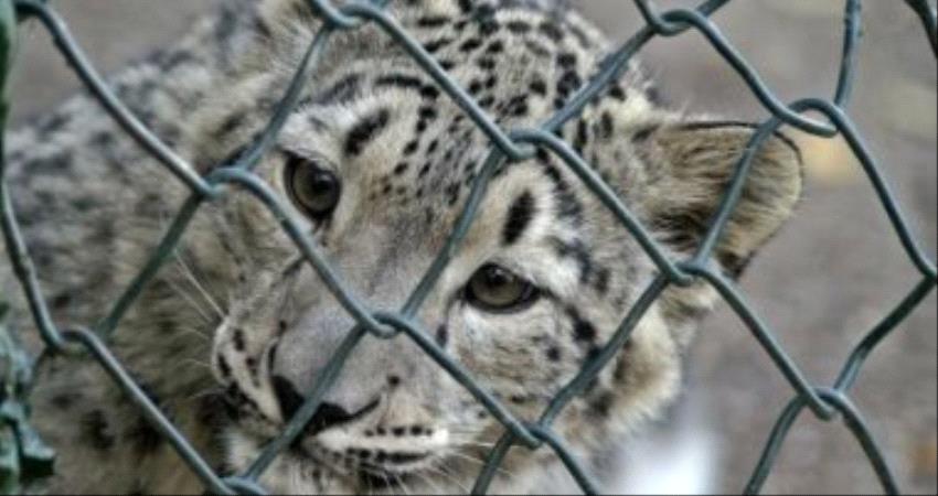 نمر أبيض نادر يقتل 43 من الأغنام والماشية فى الهند.. تفاصيل