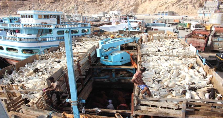 وصول 850 رأسا من الاغنام و750 عجلا و30 جملا  قادمة من الصومال