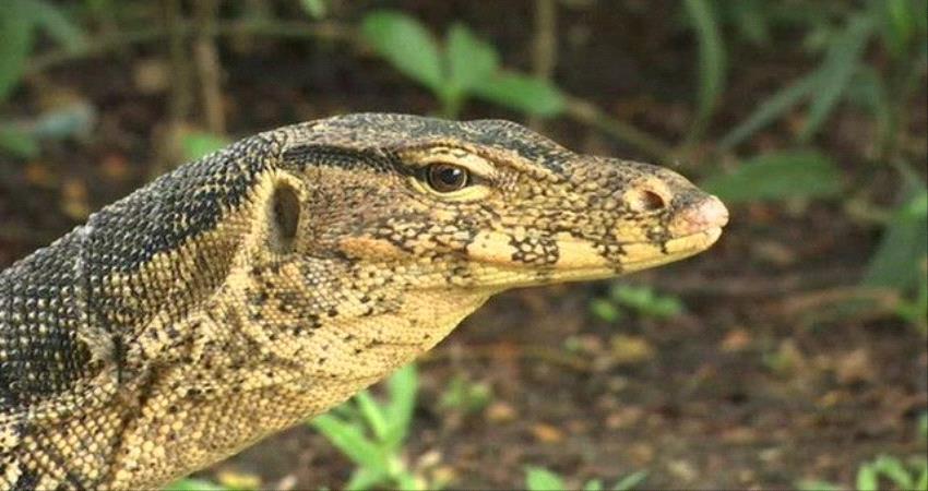 غزو الدبابير «القاتلة»ثم السحالي العملاقة.. ماذا يحدث في امريكا؟