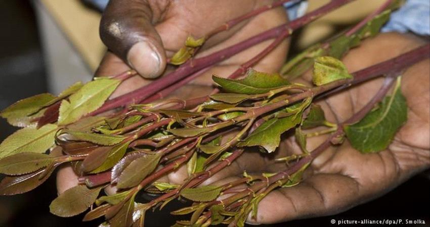 قوة من أمن ساحل حضرموت تداهم سوق للقات بوادي العين