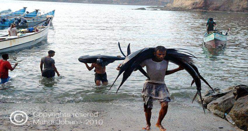 حراجات الاسماك .. تصدير الى خارج عدن وحرمان أهلها من قوتهم