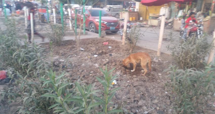 الكلاب الضالة تسيطر على متنفس عام بحوطة لحج