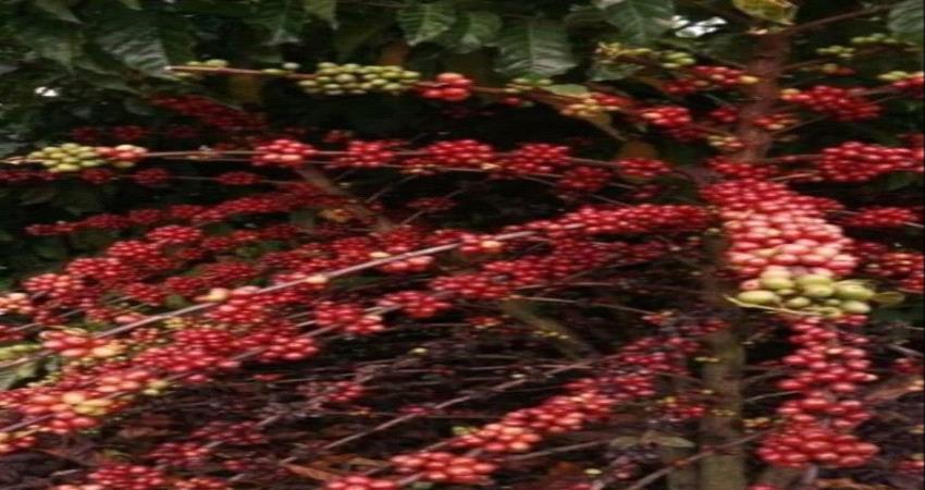 بعد "ثورة الطرقات".. مؤسسات يافع تقود ثورة جديدة للنهوض بزراعة البُن 