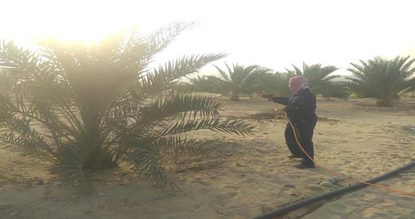 تنفيذ حملة لرش أشجار النخيل بعاصمة المهرة
