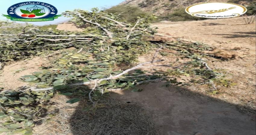 لهذا السبب شيخ قبلي يقتلع شجرة القات من أكبر أراضيه الزراعية في يافع؟ 