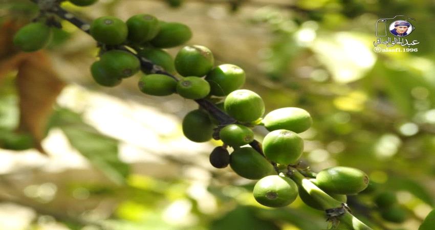 لهذا السبب.. خبير زراعي يتوقع ارتفاع مؤشرات إنتاج البُن اليافعي في لحج وأبين!