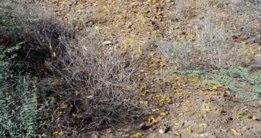 أسراب الجراد تجتاح المحاصيل الزراعية في سرار يافع بأبين 